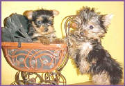 yorkie10.jpg