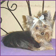 yorkie2.jpg