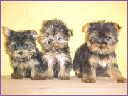 yorkie2_2002.jpg