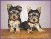 yorkie2_2003.jpg