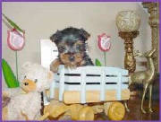 yorkie4_2005.jpg