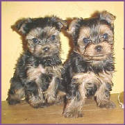 yorkie9.jpg