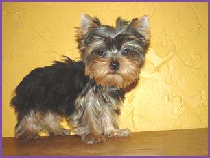 yorkie1_2003.jpg