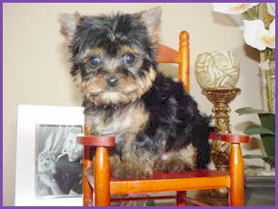 yorkie1_2005.jpg