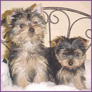 yorkie8.jpg